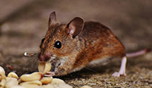 24 Hour & Emergency Exterminators in Beverly Hills, CA